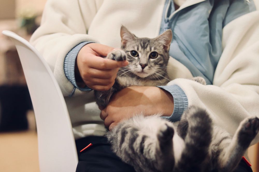 Veterinær i Bergen: Trygg og moderne dyrehelse for hele familien